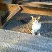 ヘルシーにゃんこ