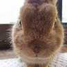 ともとがーす