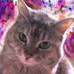 cattsukasa