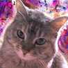 cattsukasa