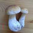 pilpil44