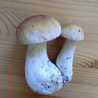 pilpil44