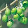 olivemilk