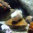 ダンゴ魚