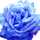 blu* blu*
