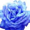 blu＊