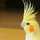 クック8MYP9X☆ クック8MYP9X☆