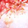 はる❀ はる❀