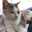 もふもふなねこ