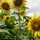 HoneyLife HoneyLife