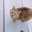 なーねこ生活