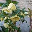 ☆cocomi