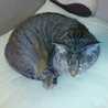 とらねこおばあちゃん