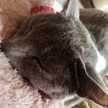 三毛猫ねむこ✱