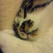 rosecat