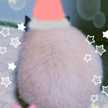 ちゃんこッコ