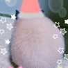 ちゃんこッコ
