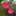 マリソラ マリソラ