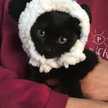 黒猫カリフラワー