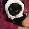 黒猫カリフラワー