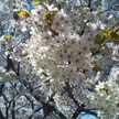 Cheril