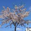 ✿桜咲✿