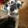 chi1219cke chi1219cke