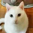 accoちゃま