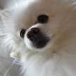 ♡puresnow♡