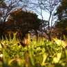 KUSAMAKURA