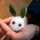☆ねむねこ☆