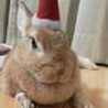 こころうさぎ☆彡