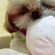 りんʕ•ᴥ•ʔ