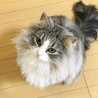 ねこみみにゃんにゃん