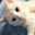 ねこnoしっぽ