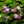 moonshiner