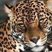 queenbeeck