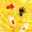 miso7