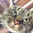 短足ねこ