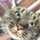 短足ねこ