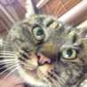 短足ねこ