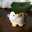 nao_nacl