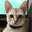 まめねこ58