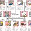 はらへりはなめがね