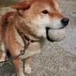 Nameko〜