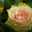 my❉rose