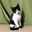 猫は正義