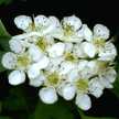 Hany＊