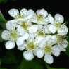 Hany＊