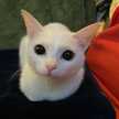 えぐお